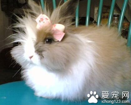 狮子兔能长多大 它是全球体型最小的兔子