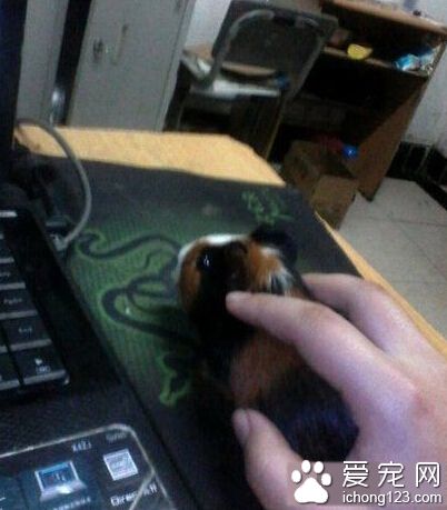 刚换的鼠标，手感超好