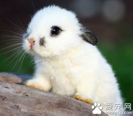 兔子不吃草是什么原因 喂兔粮也是可以的