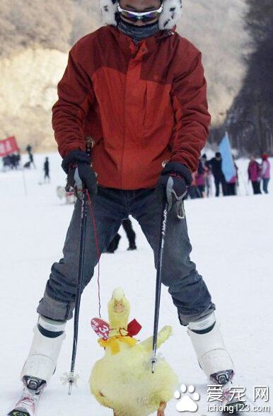 购物、散步带着你的萌宠也就算了，你这。。。