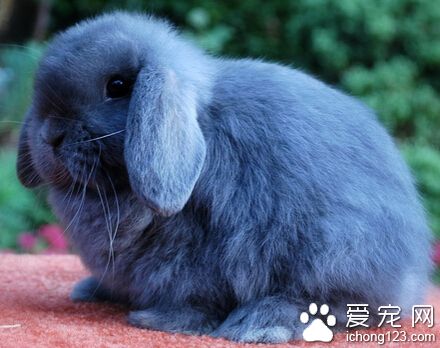 垂耳兔聪明吗 这还得看主人是怎么训练的