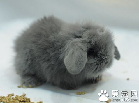 垂耳兔怀孕怎么办 保证母兔生产时不受干扰