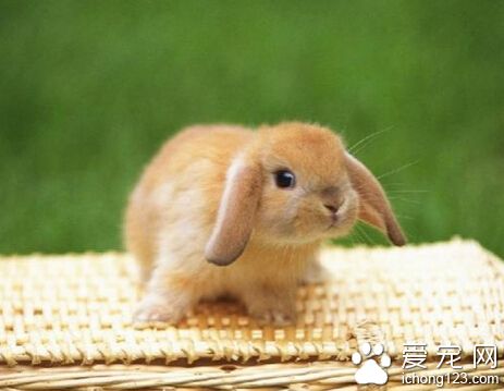 垂耳兔臭吗 垂耳兔是非常喜欢干净的环境