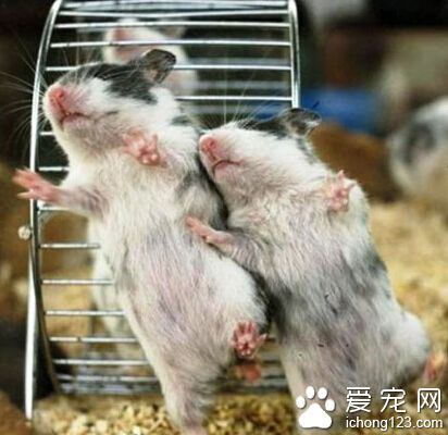 萌物们的舞姿忒销魂了