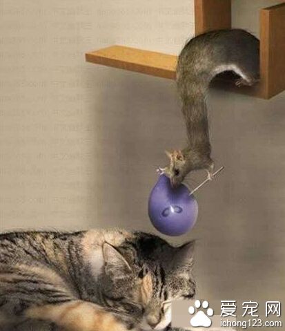 松鼠滴复仇！！！