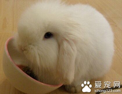 垂耳兔怕热吗 有些垂耳兔特别喜欢吃水果