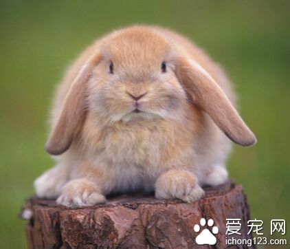 兔子如何过冬 为兔兔准备一个温暖的兔窝