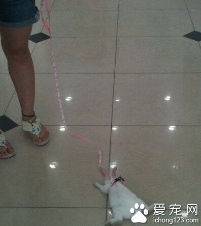 商场看到个遛兔子的，兔子已累趴一秒变赖皮兔了，怎么叫也不肯动了。