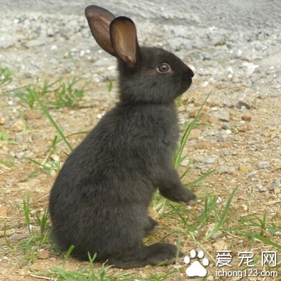 兔子饮食有什么注意事项 首先知道它的食性