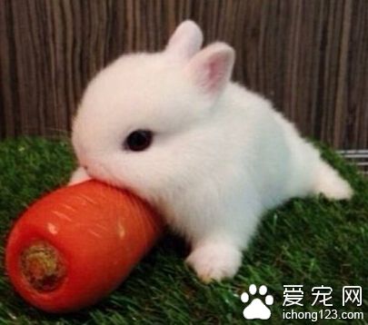 幼兔怎么分公母 可以用手抓住仔兔耳颈