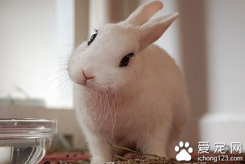 兔子为什么不会叫 更多的时候都不喜欢叫