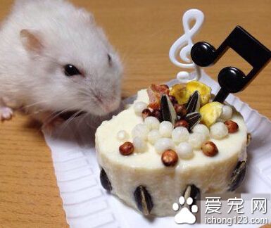 用豆腐给仓鼠做了个生日蛋糕