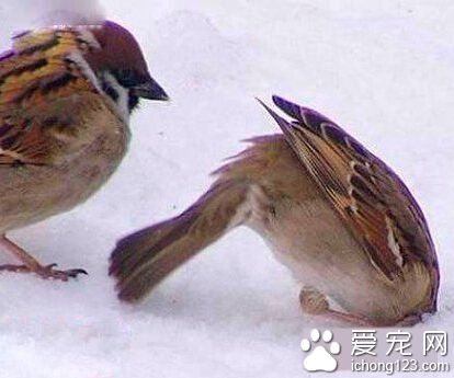 哎呀，羞死人了