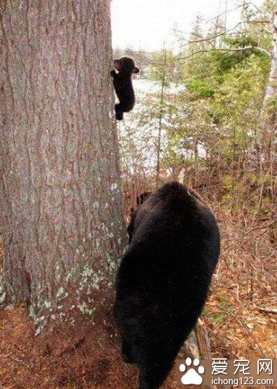 这熊孩子，又跑哪去了？