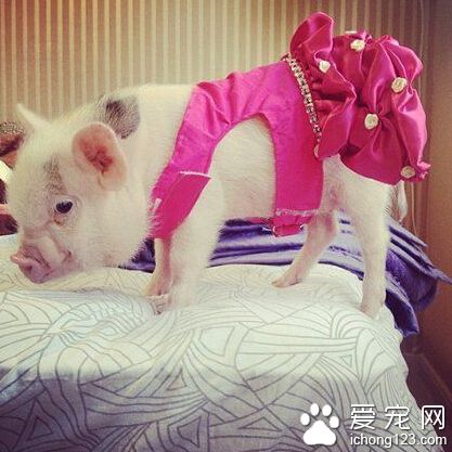 二师兄准备进军时尚界？