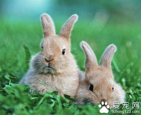兔子生病怎么办 注意食物的卫生和安全性