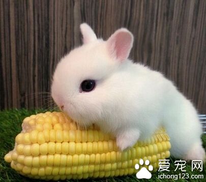 垂耳兔怀孕症状 怀孕症状之一就是食量增加