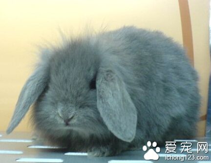 垂耳兔怎么训练 首先训练的就是兔子尿尿