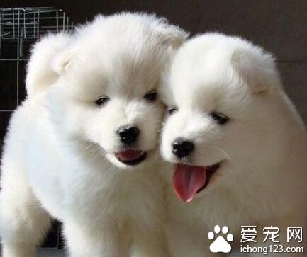 萨摩价格 价格可能在1000-2000元左右