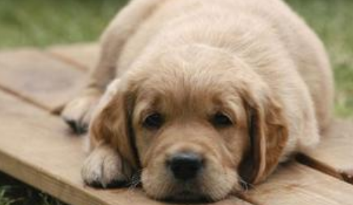  狗狗发烧症状 如何治疗狗狗发烧