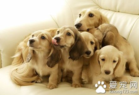 狗英文名字 不妨给自家的狗狗也取一个