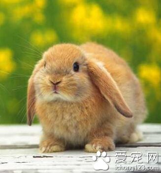 宠物兔子养殖 要定期检查兔子身体状况