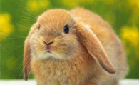 宠物兔子养殖 要定期检查兔子身体状况