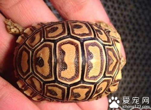 豹龟价格 带你了解豹龟的价格