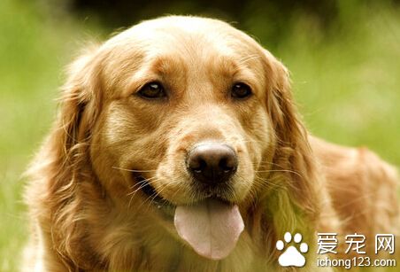  金毛犬性格 金毛性格是温顺且忠诚度很高