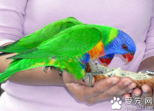 虎皮鹦鹉怎么养 教你真确饲养虎皮鹦鹉