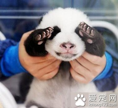 伦家有黑眼圈，不准偷拍