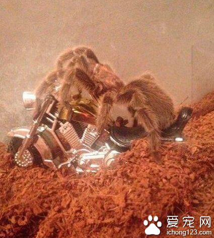 在家好无聊，出去玩会