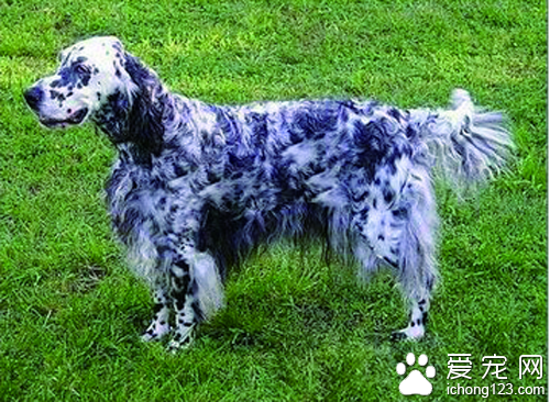 英国雪达犬怎么饲养 饲养英国雪达犬并不难