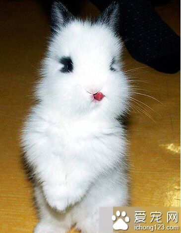 给它吃完辣椒后，就这么伸着舌头盯着我