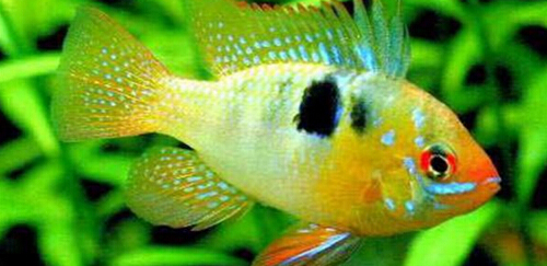七彩凤凰鱼