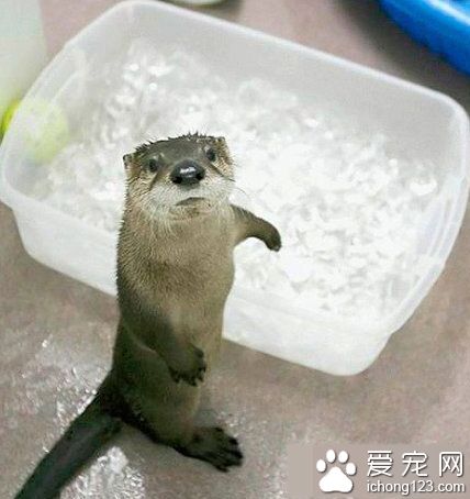 主人，我能进去凉快下么？