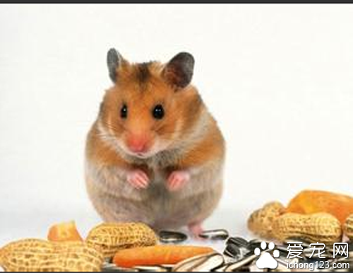 仓鼠中暑怎么办 教你解决仓鼠中暑