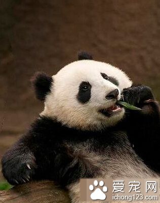 我的人生目标：吃好睡好没烦恼