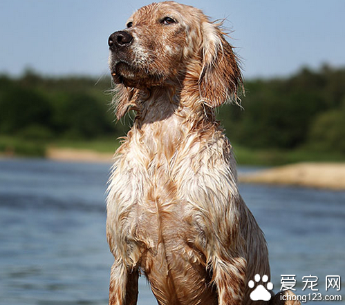 英国雪达犬怎么养 对饮食要求很高