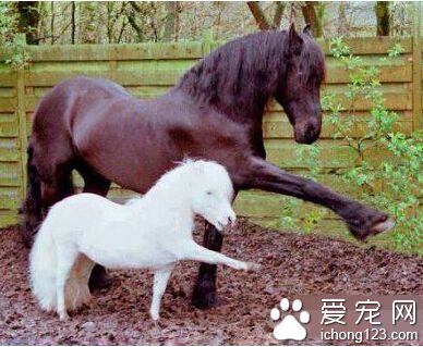 肿么样，我的腿比你的长吧？