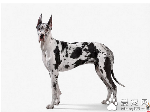  大丹犬介绍 教你真确饲养大丹狗