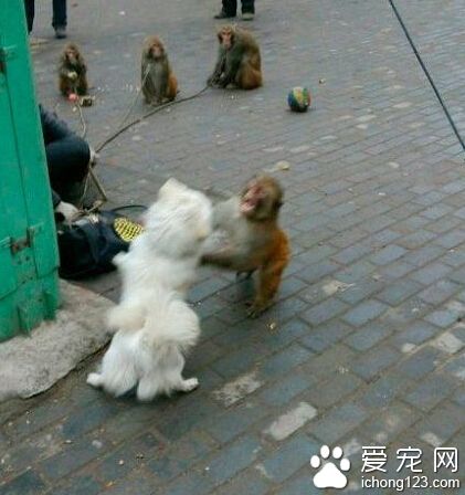 大师兄加油，不能输啊～