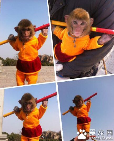 悟空，你这么萌师傅知道么？