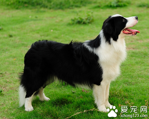 大丹犬性格 选狗要选和自己性格合适的