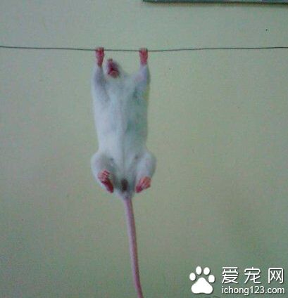 酷爱运动的小老鼠