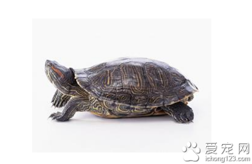 乌龟怎么分公母  教你分辨乌龟是公是母