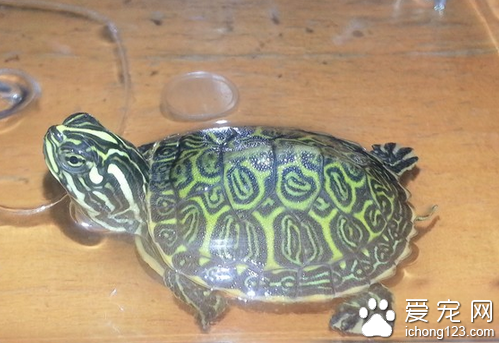 火焰龟价格 教你如何正确选购火焰龟