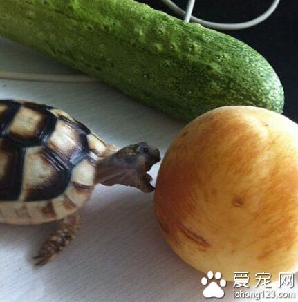 这货是想一口吃成大胖子啊～