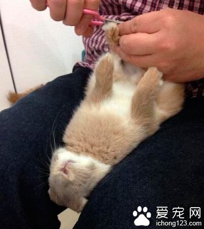 每次帮它剪指甲的时候都乖乖的
