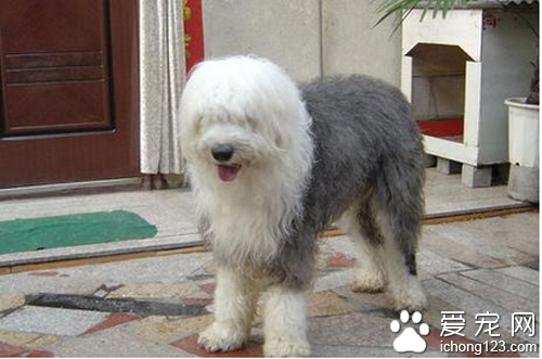 古牧怎么养 教你正确饲养古牧